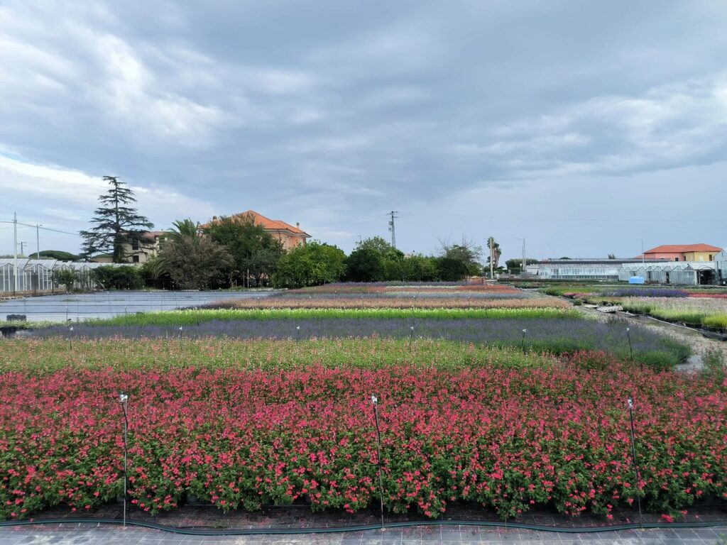 Vivaio produzione piante mediterranee Albenga