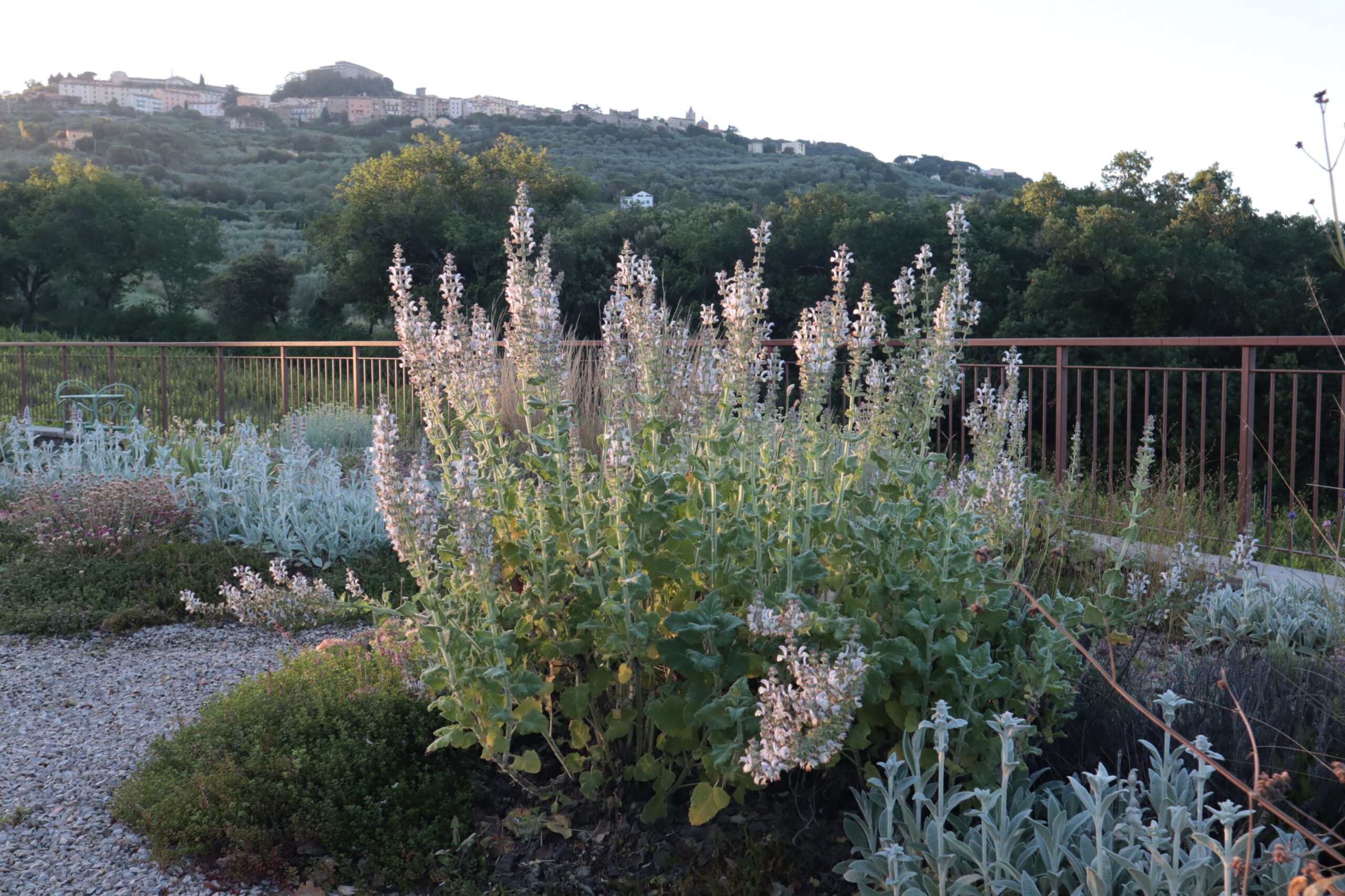 Salvie fiorite e Stachys bizantina